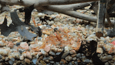 a thermometer is sitting on a pile of rocks next to a leaf