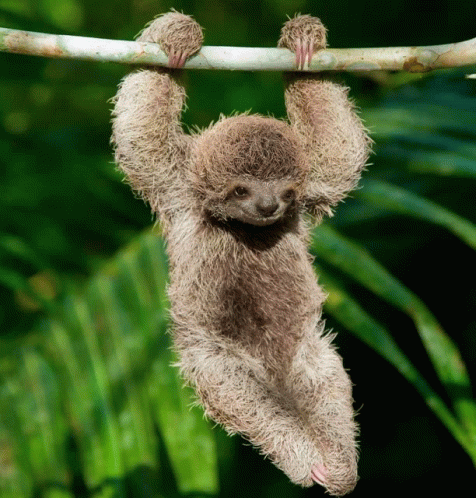 Sloth Hang In There GIF