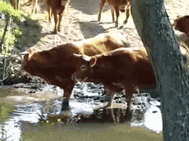 a herd of brown cows are standing in a muddy stream