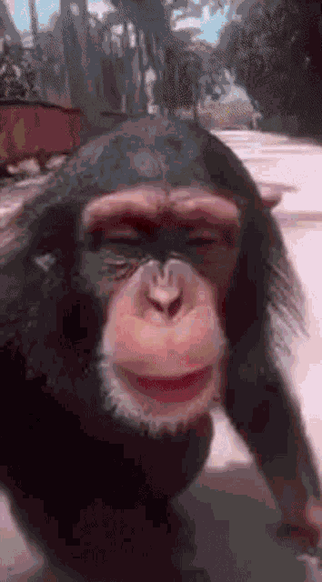 Monkey Kiss GIF - Monkey Kiss Meepinator GIFs