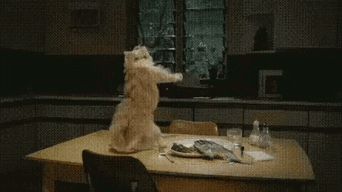 Funny Animals Cat GIF - Funny Animals Cat Dancing GIFs