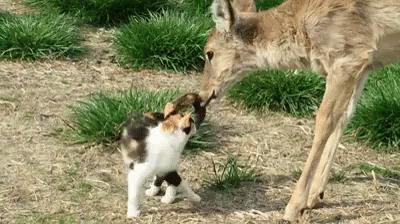 Deer Cat Bath. GIF - Deer Cat Licking GIFs