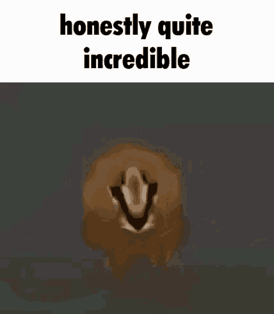 a picture of a chipmunk with the words `` honestly quite incredible '' .