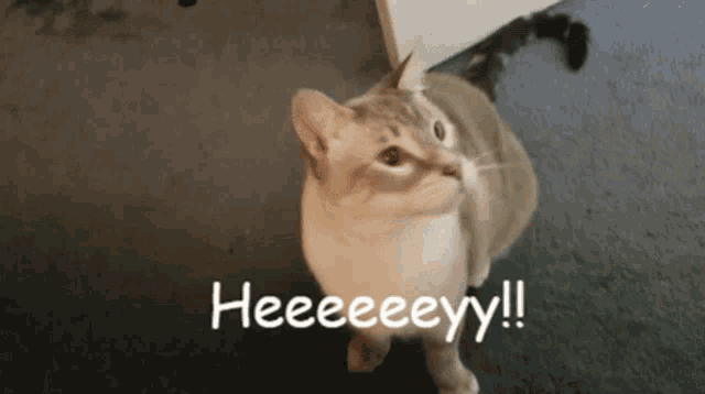 a cat standing on a carpet with the words heeeeeyy written in white