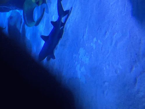 Shark GIF - Shark GIFs