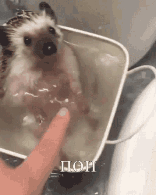 a hedgehog is in a bucket of water and a person 's finger is touching it