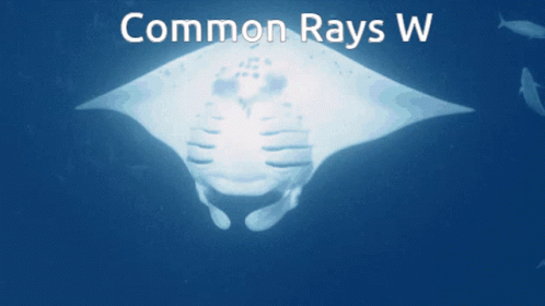 Rays Tampa Bay Rays GIF - Rays Tampa Bay Rays GIFs