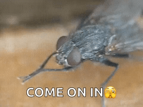 Fly Insect GIF - Fly Insect Bug GIFs