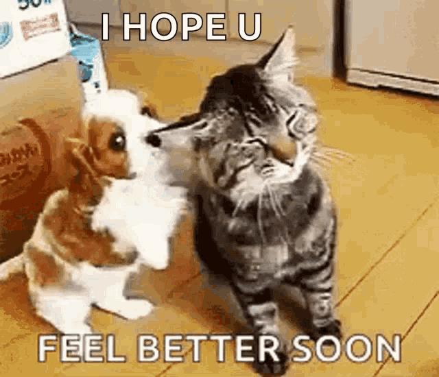 a dog and a cat are hugging each other on a floor .