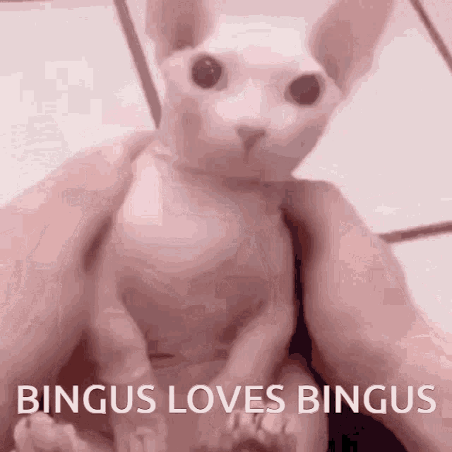 Bingus Binguslove GIF - Bingus Binguslove Binguscat GIFs