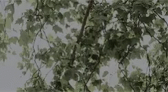 Tree Aesthetic GIF - Tree Aesthetic Leaves GIFs