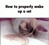Cats Animals GIF - Cats Animals How To Properly Wake Up A Cat GIFs