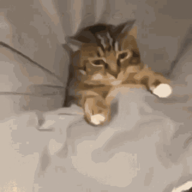 a cat is laying on a bed with a white blanket and looking at the camera .