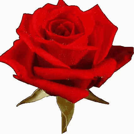 a close up of a red rose with green leaves on a white background .