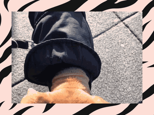 a person walking a cat on a leash in front of a zebra print frame