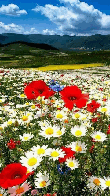 a field of daisies and red poppies with mountains in the background .