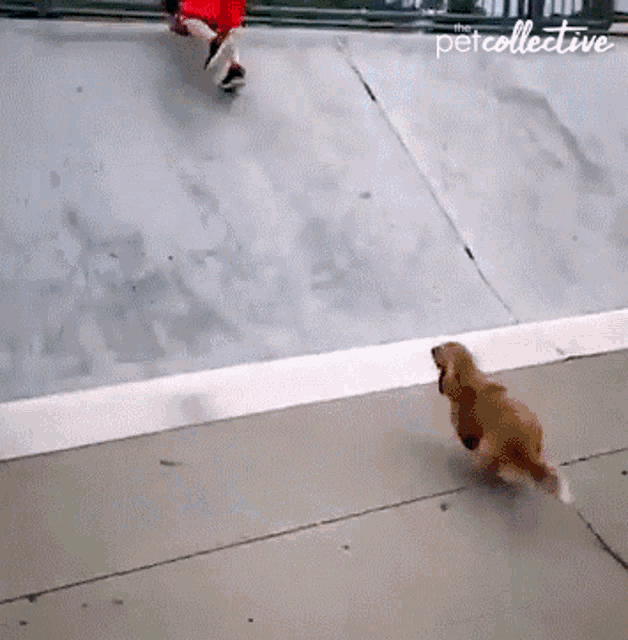 Climb Up The Pet Collective GIF - Climb Up The Pet Collective Running GIFs