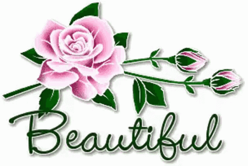 Beautiful Rose GIF - Beautiful Rose Flower GIFs