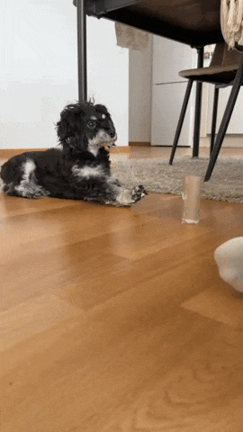 a black and white dog is laying on a wooden floor next to a glass