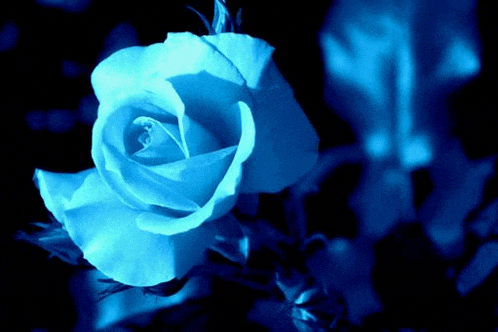 a close up of a blue rose against a dark background
