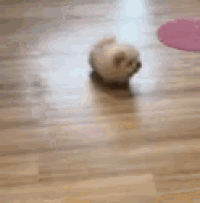 a small white dog is rolling on a wooden floor .