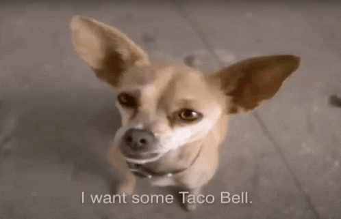 a small brown dog is looking up at the camera with the words " i want some taco bell " written below it