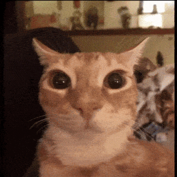 Glungus Cat GIF - Glungus Cat Kinemaster GIFs