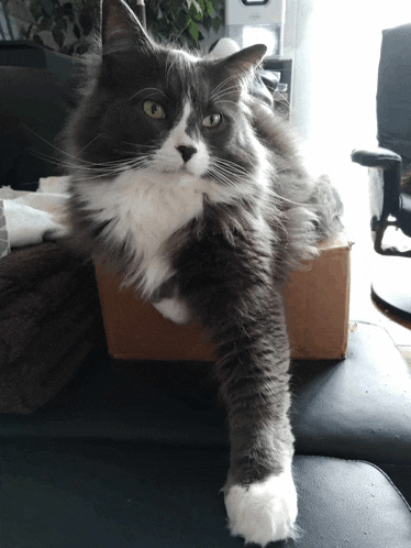 a gray and white cat is laying on a cardboard box on a couch