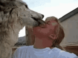 a man is being kissed by a large dog