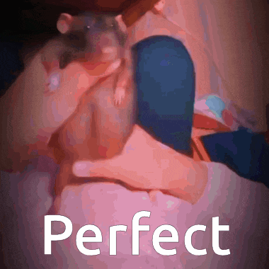 a person is holding a small rat in their arms and the word perfect is on the bottom