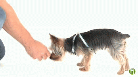 How To Teach A Puppy To Sit GIF - Pet Dog Training GIFs