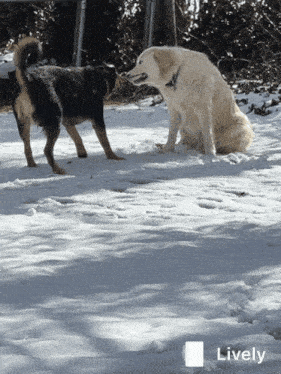 Googz Dog GIF - Googz Dog Fight GIFs