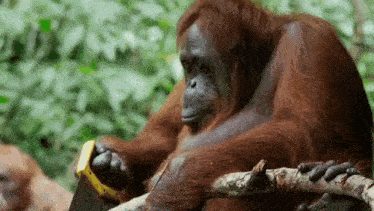an orangutan is sitting on a branch holding a saw .