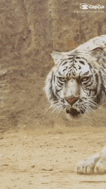 a white tiger is walking on a dirt road with a caption that says capcut