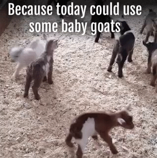 Baby Goats GIF