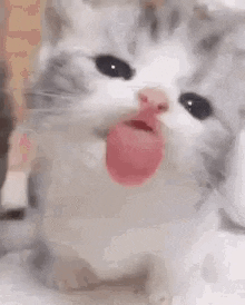 a close up of a cat sticking its tongue out .
