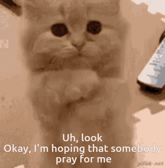 Uh Look Ok Im Hoping That Sombody Pray For Me Enemy GIF - Uh Look Ok Im Hoping That Sombody Pray For Me Enemy Cat GIFs