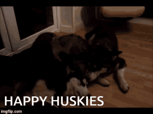 Huskamute Huddle Huskies GIF - Huskamute Huddle Huskies Husky Kisses GIFs