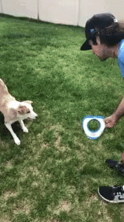 Dog Flip GIF - Dog Flip Playing GIFs