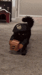 a black cat is dressed up as an ups delivery man