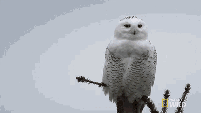 Neck Swivel Alaskas Deadliest GIF - Neck Swivel Alaskas Deadliest Snow Owl GIFs