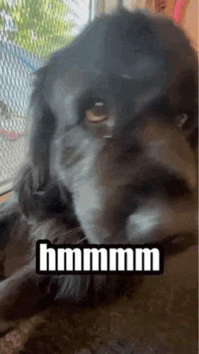 a close up of a dog 's face with the words hmmm written on it .