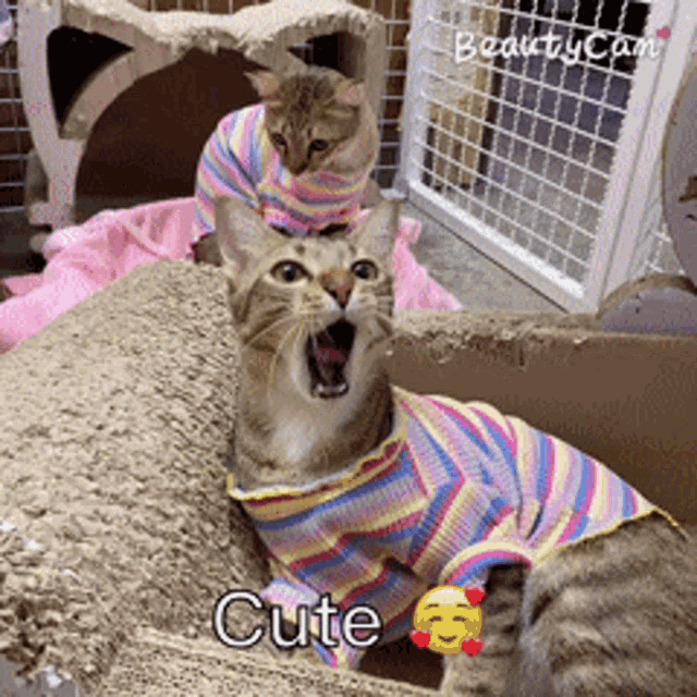 two cats wearing colorful sweaters with the word cute on the bottom