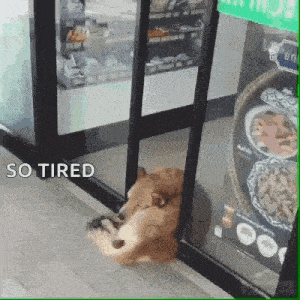 a dog is sitting in front of a glass door with the words `` so tired '' above it .