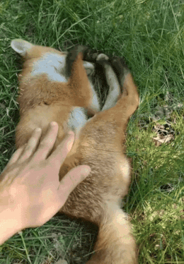a person petting a fox that is laying on its back