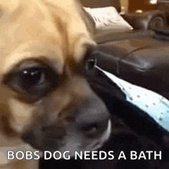 a close up of a dog 's face with the words `` bobs dog needs a bath '' written above it .