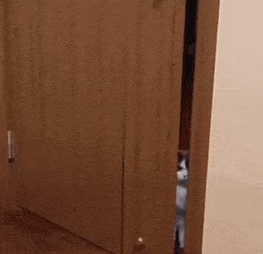 a black and white cat peeking out from behind a brown curtain .