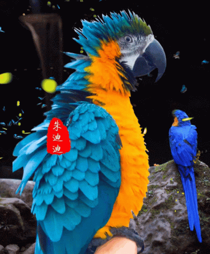 Macaw Kk01 GIF - Macaw Kk01 Vior05 GIFs