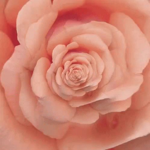 Rose Petals GIF - Rose Petals GIFs