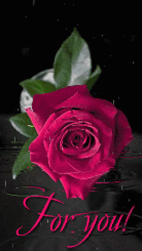 Hafida For You GIF - Hafida For You Red Rose GIFs